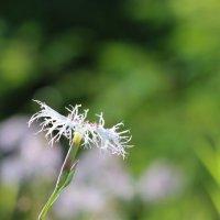 Кусочек таёжного лета :: Галина Ильясова