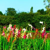 Гладиолусы сентября 2025 :: Aida10 