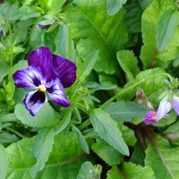 Фиалка трёхцветная :: Рита Симонова