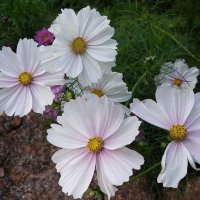 Космея :: Рита Симонова