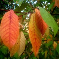 Осенний этюд :: Елена Семигина