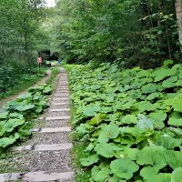 ГУАМСКОЕ УЩЕЛЬЕ :: Tata Wolf