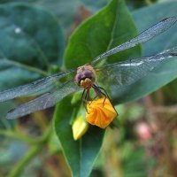 ** :: Зоя Мишина