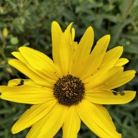 Рудбекия :: Giant Tao / Рудбекия :: Giant Tao /