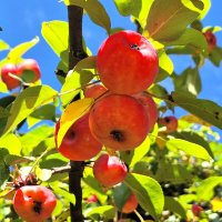 Яблочки :: Наталья 