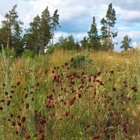 Лёгкий бриз :: Hope 