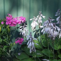 Флоксы и хоста :: Freddy 97