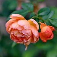 Роза Сентября... :: Николай Саржанов