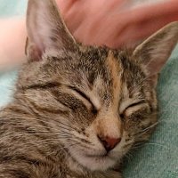 *** :: Лилия * *** :: Лилия *