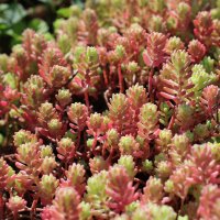 мох :: Ирина Лесиканич