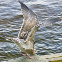 Изгибы :: Сергей Беляев