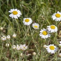 Ромашки — цветы полевые :: Светлана Ищенко