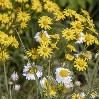 Золотарник :: Светлана Ищенко Золотарник :: Светлана Ищенко