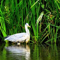 Гармония Флоры и фауны(серия) :: Владимир Манкер