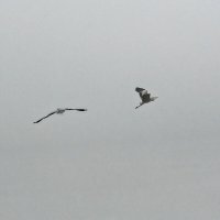 Туман :: Вячеслав Овчинников