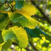 Осенние пиксели :: Aquarius - Сергей