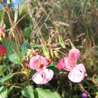 Недотрога :: Сапсан 