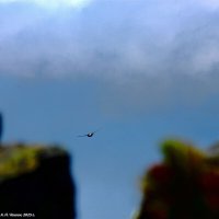 Полет стрижа :: Александр Чашин