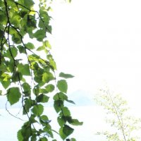 Листья :: Александр Чашин