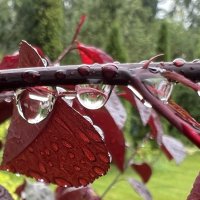 После дождя. Капли 3 :: Galina 