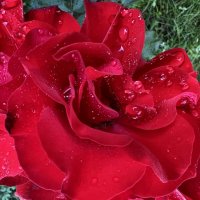 После дождя. Капли 5 :: Galina 