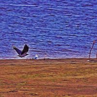 Эй, заклюю!.. :: Владимир 