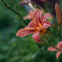 Лилия :: Петр 