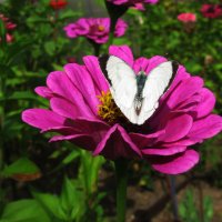 На циннии :: Людмила Смородинская На циннии :: Людмила Смородинская