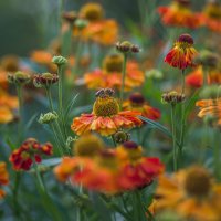 Осенние краски.... :: Sergey (Apg)