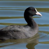 Лысуха. :: Владимир Безбородов Лысуха. :: Владимир Безбородов