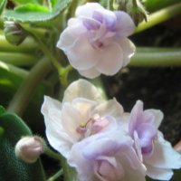 Фиалка :: Елена Семигина