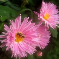 Хризантемы с гостем :: Елена Семигина