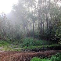 Утро туманное :: Евгений Корьевщиков