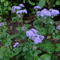 Агератум :: Рита Симонова