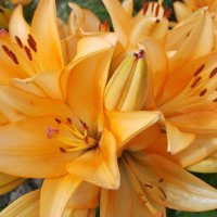 Лилия прекрасная :: Юлия 