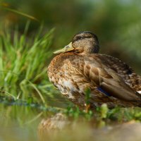 Утка :: Василий Прудников