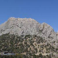 Природа Крыма :: Amazing Cosmea