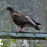 Постучи в моё окно... :: Светлана 