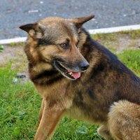 Бездомный, но добродушный :: Светлана 