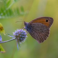 Сенница :: Наталья Димова