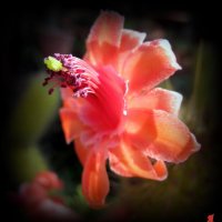 цветок кактуса :: Аркадий Басович