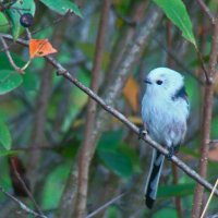 ополовник :: gawrilа - dan