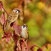 Осеннее настроение... :: Николай Саржанов