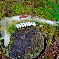 О зубастых.... :: Vladimir Semenchukov