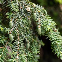 Тсуга канадская :: Светлана Ищенко