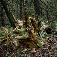 *** :: Владимир 