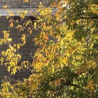 Солнечная осень :: Татьяна Юрасова