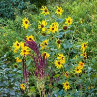 Осенние солнышки :: Юрий Яловенко Осенние солнышки :: Юрий Яловенко