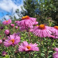 Сентябрички :: Наталья 