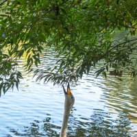 Лебедь :: Михаил Измайлов